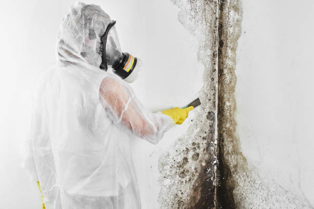 Reliable Brighton, MI Mold Remediation Solutions